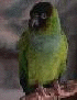 rasky the parrot